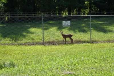 deer at Red Diamond