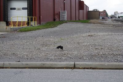 Black squirrel in Bryan, OH